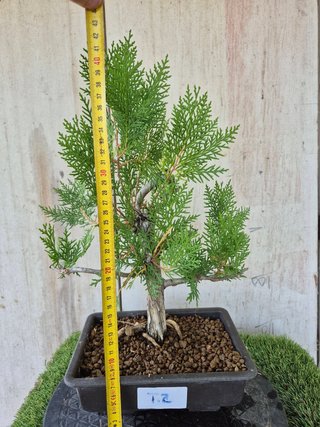 Prebonsai Thuja T2 oferta hasta 5oct