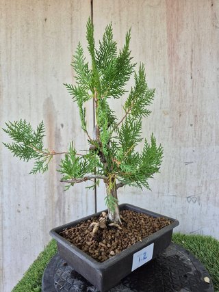 Prebonsai Thuja T2 oferta hasta 5oct
