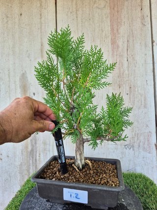 Prebonsai Thuja T2 oferta hasta 5oct