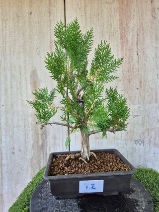 Prebonsai Thuja T2 oferta hasta 5oct