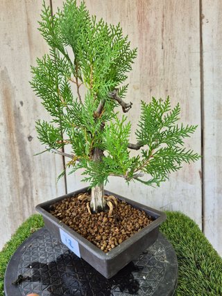Prebonsai Thuja T2 oferta hasta 5oct