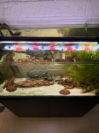 Acuario con Mueble y Decoración más depuradora,