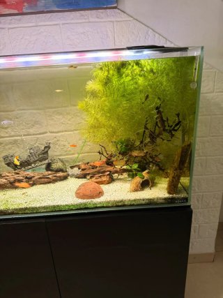 Acuario con Mueble y Decoración más depuradora,