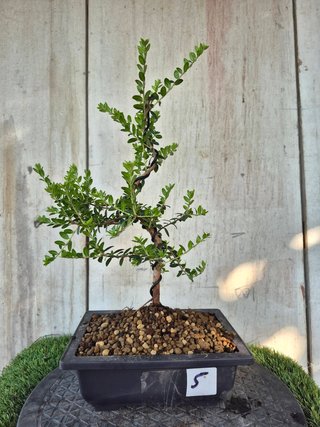 Mirto Tarantina T305