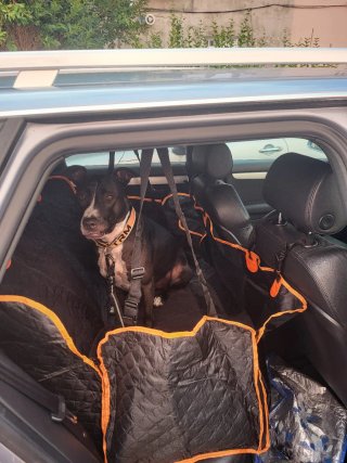 Protector Asiento Coche Perro KYG(dos dias usado)