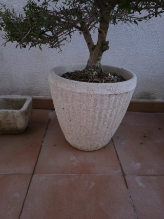 Tiesto de Piedra con Planta