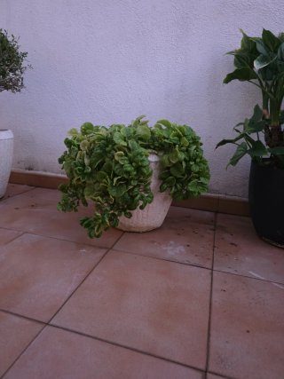 Tiesto de Piedra con Planta