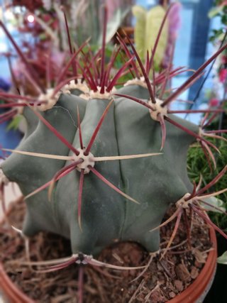 Ferocactus emoryi (Biznaga de Emory)