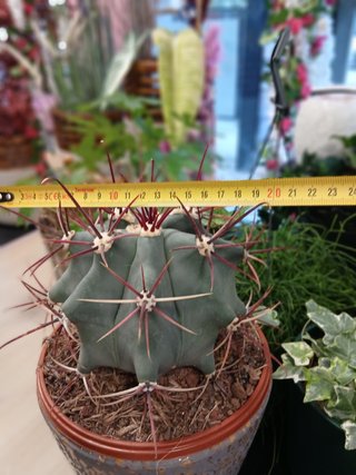 Ferocactus emoryi (Biznaga de Emory)