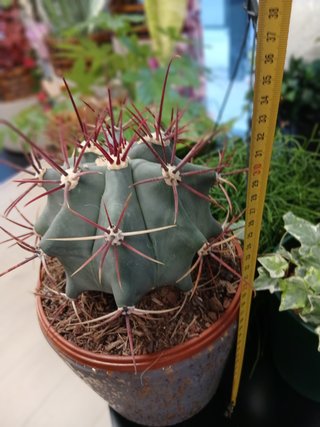Ferocactus emoryi (Biznaga de Emory)