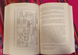 La alimentación, la tercera medicina