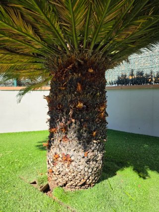 Palmera Cycas Revoluta