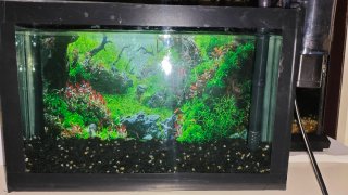 Acquari betta multicolore hmpk e pk