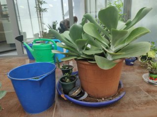 Kalanchoe Thyrsiflora Oreja de Elefante