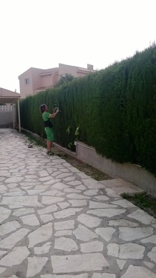 Servicios de jardinería: poda y setos.DAVID GARCIA