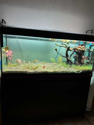 Acuario Fluval Roma 240