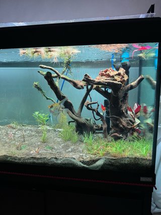 Acuario Fluval Roma 240