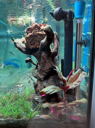 Acuario Fluval Roma 240