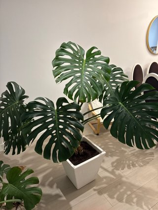 Monstera Deliciosa (Costilla de Adán)