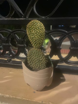 Cactus en maceta artesanal