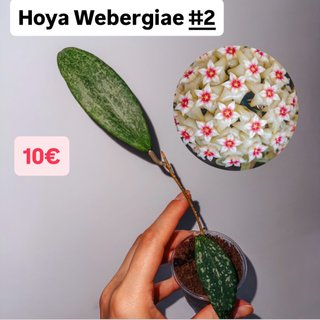 Hoya Webergiae #2