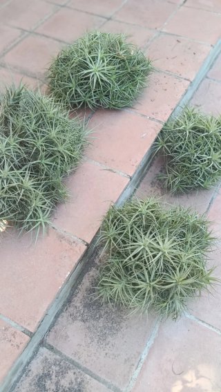 Claveles del Aire,  Tillandsia
