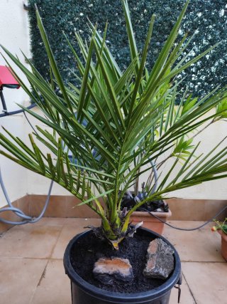Palmera datilera para terraza
