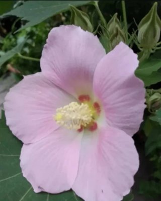Semillas de Hibiscus