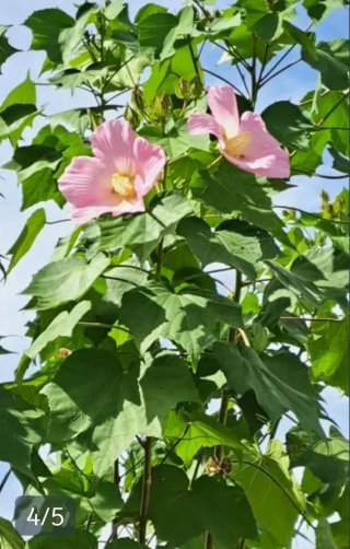 Semillas de Hibiscus