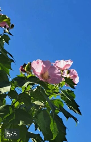 Semillas de Hibiscus