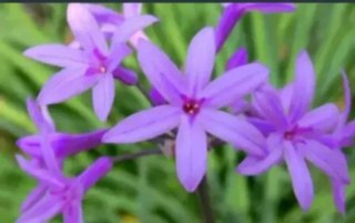 Tulbaghia violacea