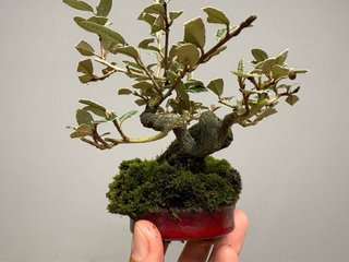 Bonsái Elaeagnus pungens mame