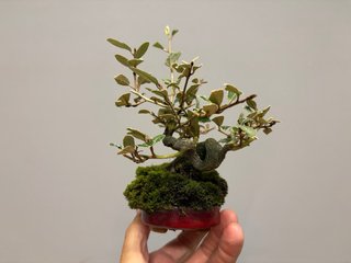 Bonsái Elaeagnus pungens mame