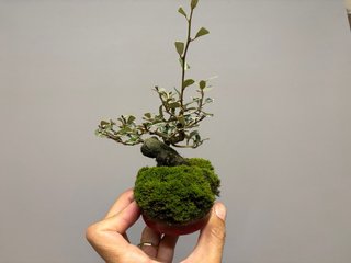 Bonsái Elaeagnus pungens mame