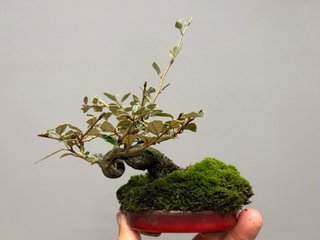 Bonsái Elaeagnus pungens mame