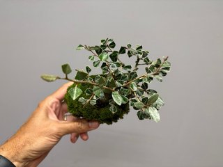 Bonsái Elaeagnus pungens mame