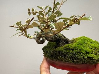 Bonsái Elaeagnus pungens mame