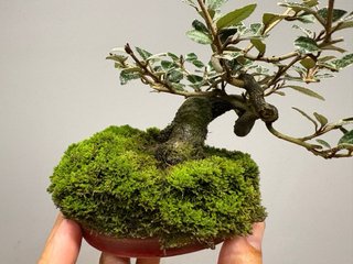 Bonsái Elaeagnus pungens mame
