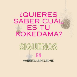 Kokedama de Poto