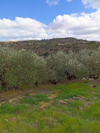 Olivar en la Rioja Alavesa