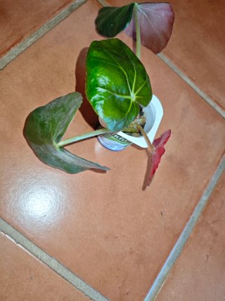 Planta Begonia nenuphar de hojas verdes