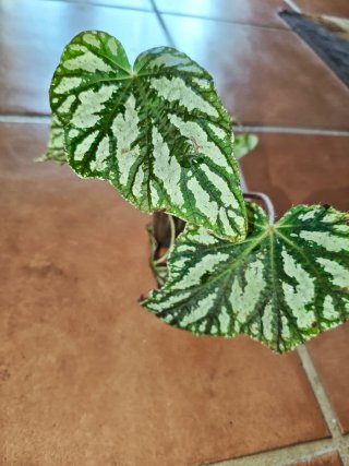 Planta Begonia Tap Dance