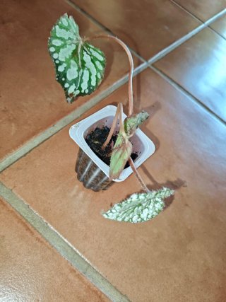 Planta Begonia Rex