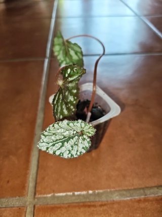 Planta Begonia Rex