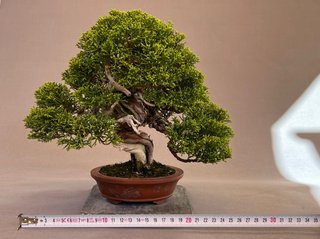Bonsái Itoigawa en Maceta Maruhei