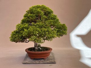 Bonsái Itoigawa en Maceta Maruhei