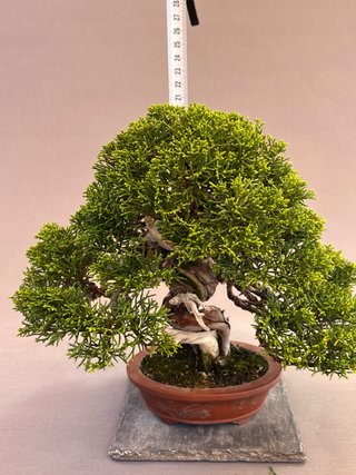Bonsái Itoigawa en Maceta Maruhei