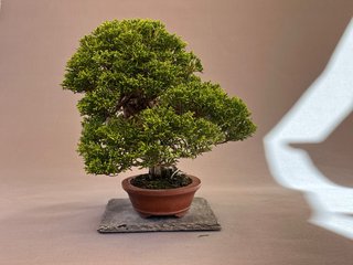 Bonsái Itoigawa en Maceta Maruhei