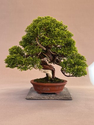 Bonsái Itoigawa en Maceta Maruhei