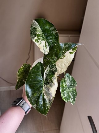 Alocasia Wentii Pink / Albo XL